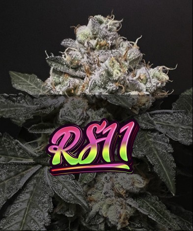 RS-11 (photo/fem)