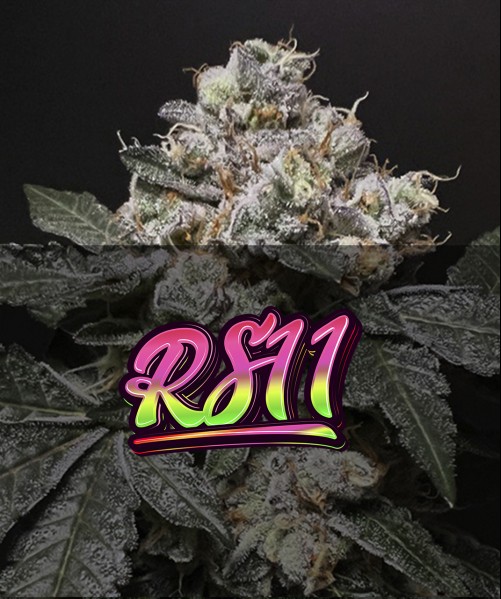 RS-11 (photo/fem)