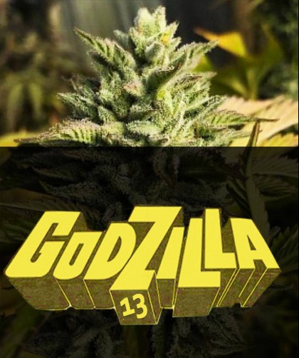 The 13 seeds GODZILLA 13