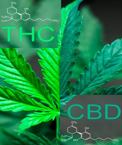 CBD (КБД) та TGC (ТГК) разом